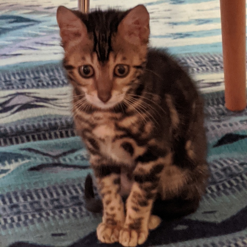 Meet your Posher, Celiney